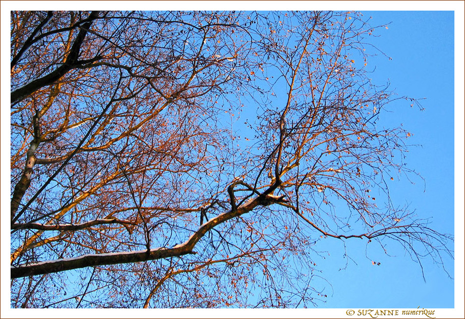 Chevelure Rousse et reflets Blancs