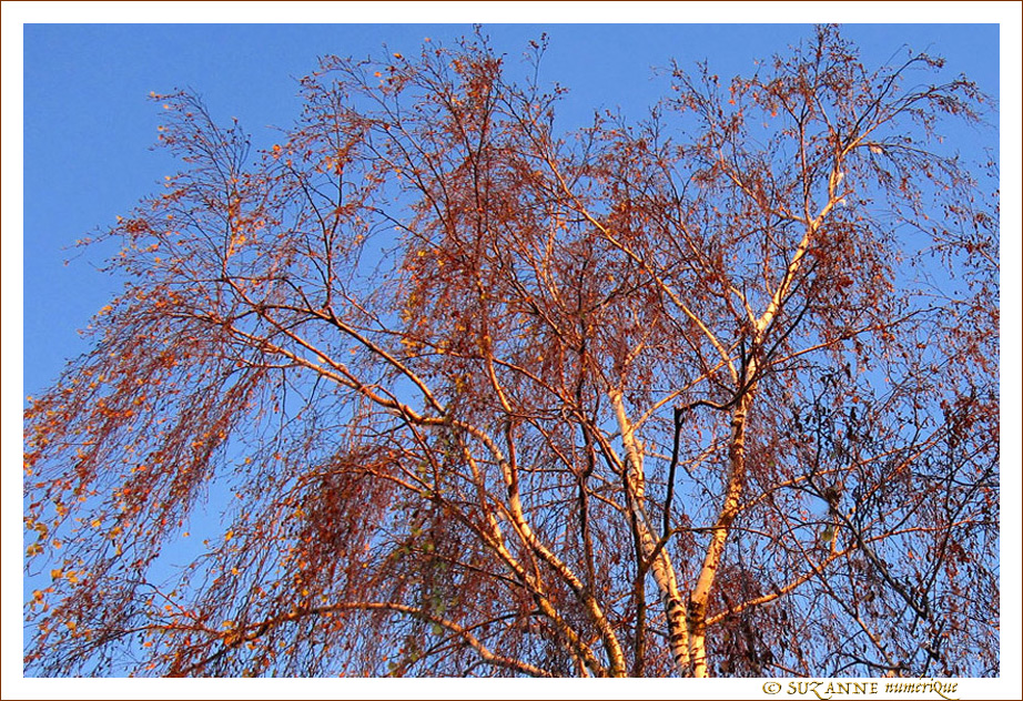 Les Couleurs chaudes de l'Hiver -- 07/02/11