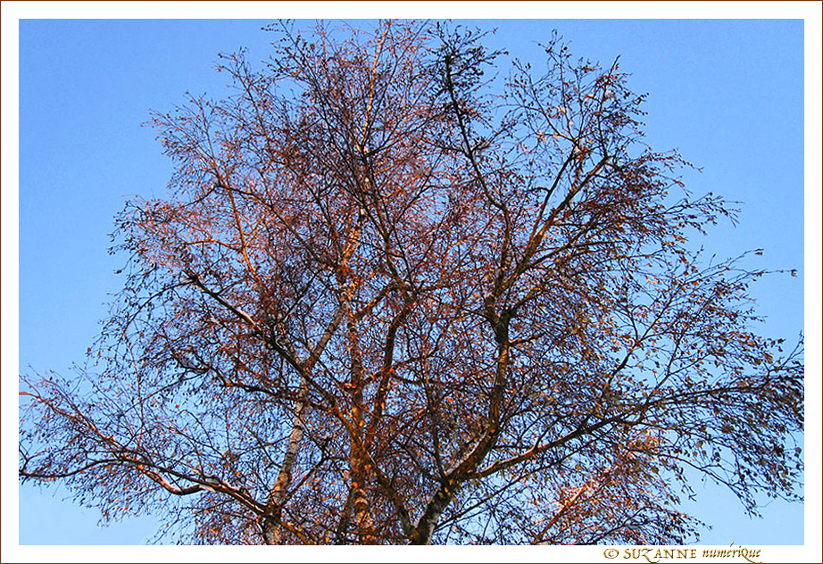 Lumi�re Rousse