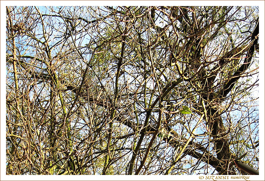 Un arbre et une feuille