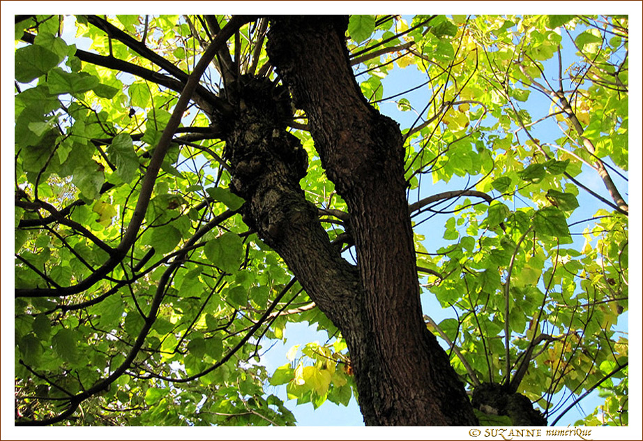 Torsades sous la Lumi�re d'Automne -- 18/10/13