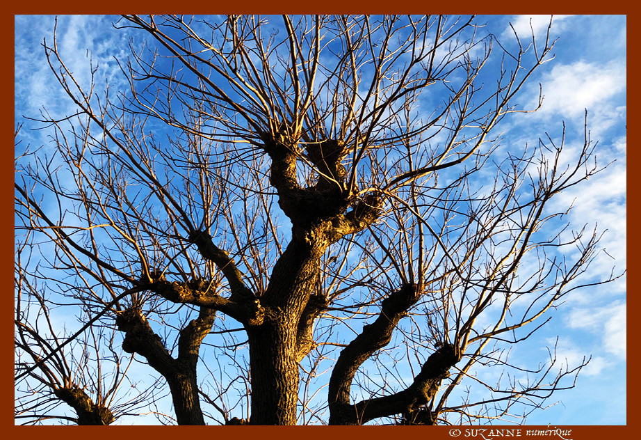 Sous le Soleil -02- Hiver 2023 -- 19/01/23