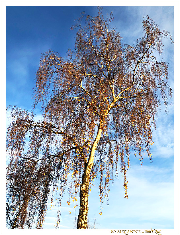 Sous le Soleil -03- Hiver 2023 -- 22/01/23