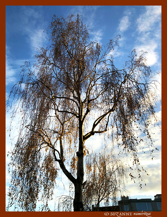 Sous le Soleil -04- Hiver 2023 -- 26/01/23