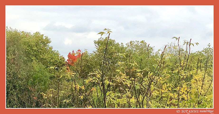 Quand l'Automne appara�t au loin  -- 12/10/25