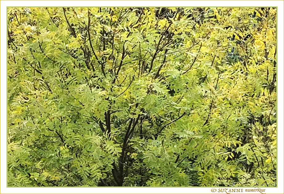 L'Automne en Douceur -- 09/11/18