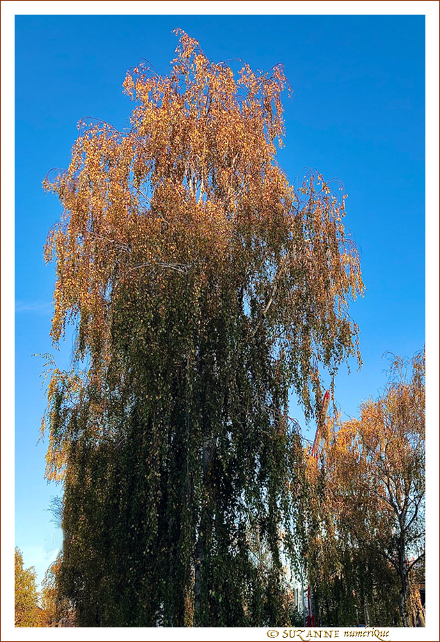 Sous le Vent -06- Automne 2021  -- 30/11/21