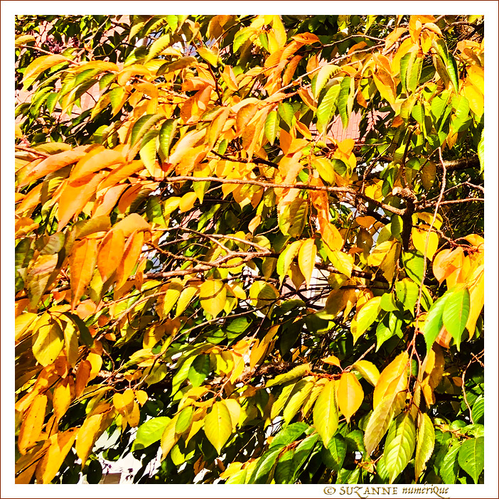 V'l� l'Automne 2022 -08- -- 06/11/22