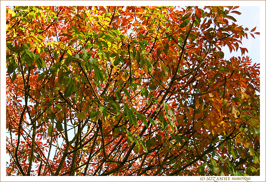 Harmonie d'Automne -- 07/11/17