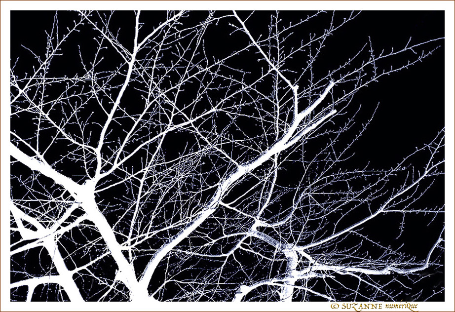 En Blanc et Noir, les Arbres