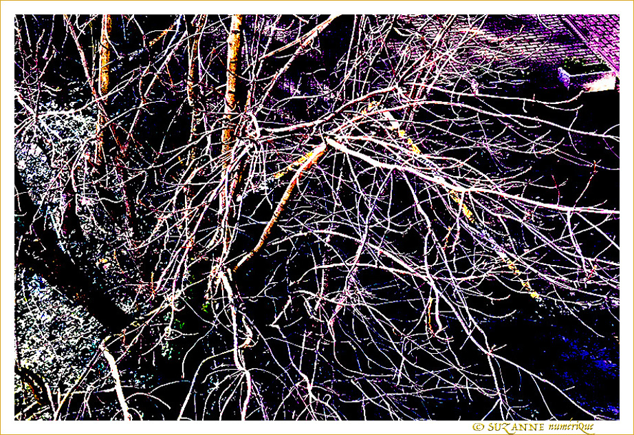 Jardin d'Hiver - 002 - -- 13/03/21