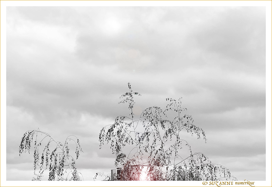 Les Arbres par-dessus les Toits -- 19/10/20
