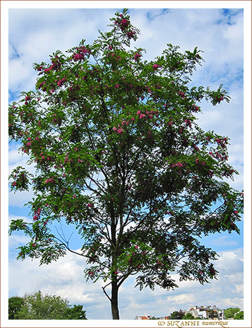 L'arbre près de mon toit L'arbre près de mon toit