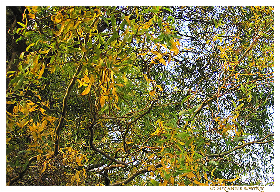Reflets d'automne