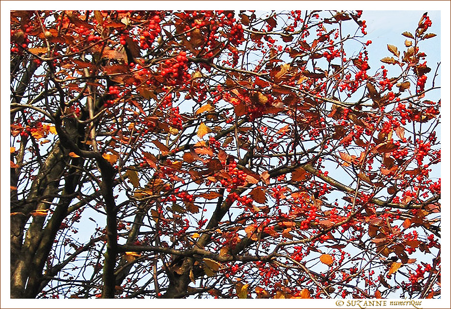 L'arbre aux couleurs incandescentes 