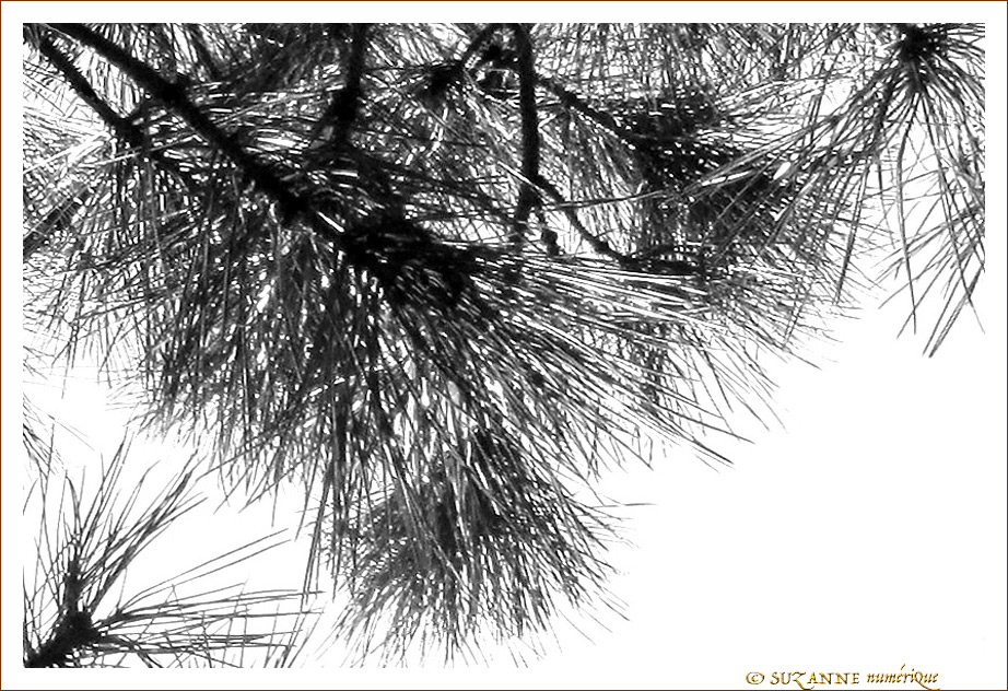 Des �ventails pour dissiper le Brouillard -- 19/02/13