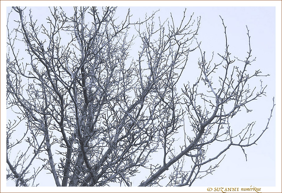 Si si, j'ai vu des Bourgeons�! -- 03/04/13