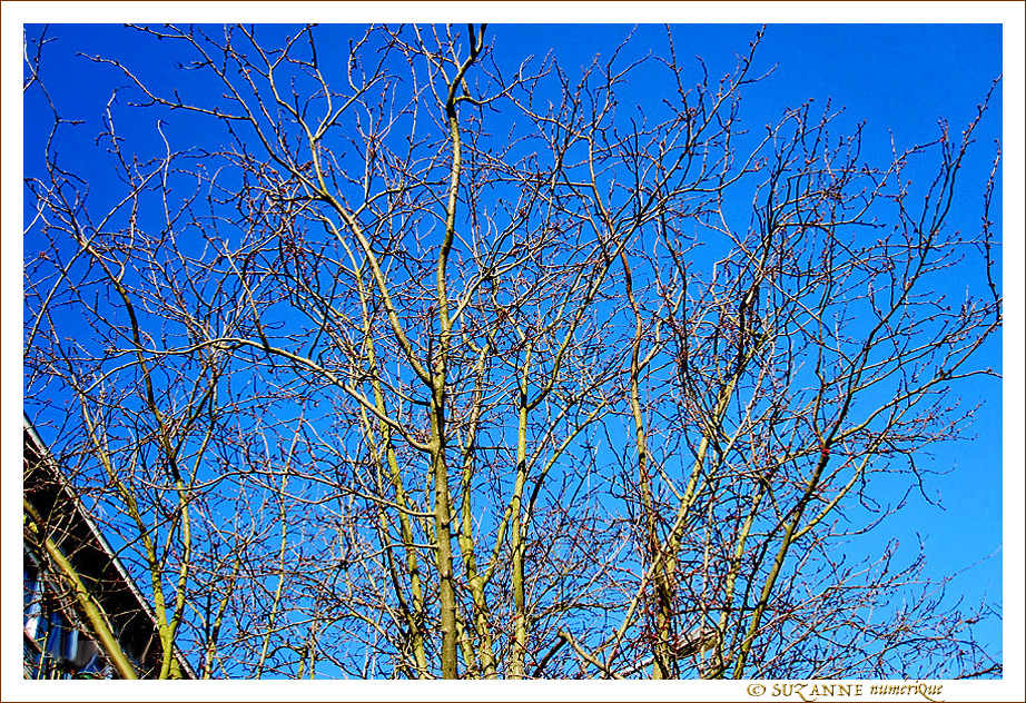 Or sur Branches -- 19/03/13