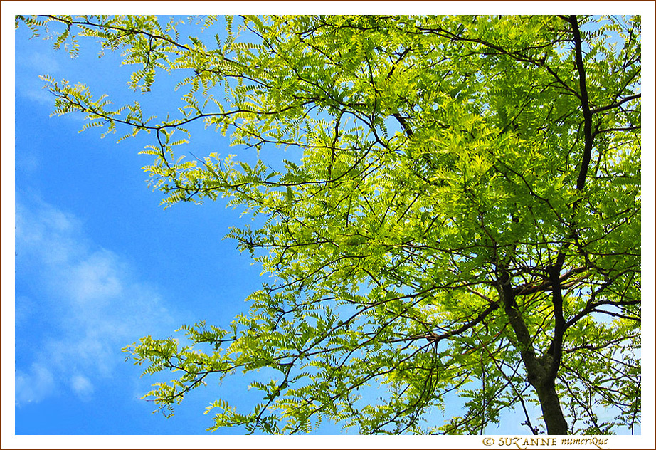Verte Douceur de Printemps