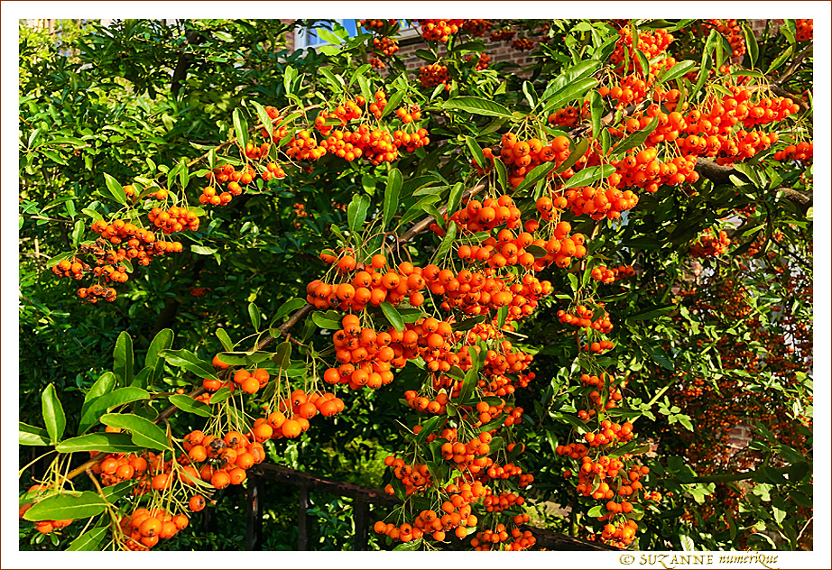 Sous le Soleil -14- �t� 2021 -- 28/09/21