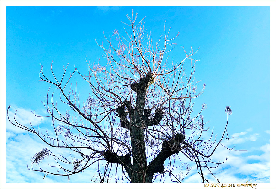 Sous le Soleil -02- Hiver 2022 -- 26/01/22