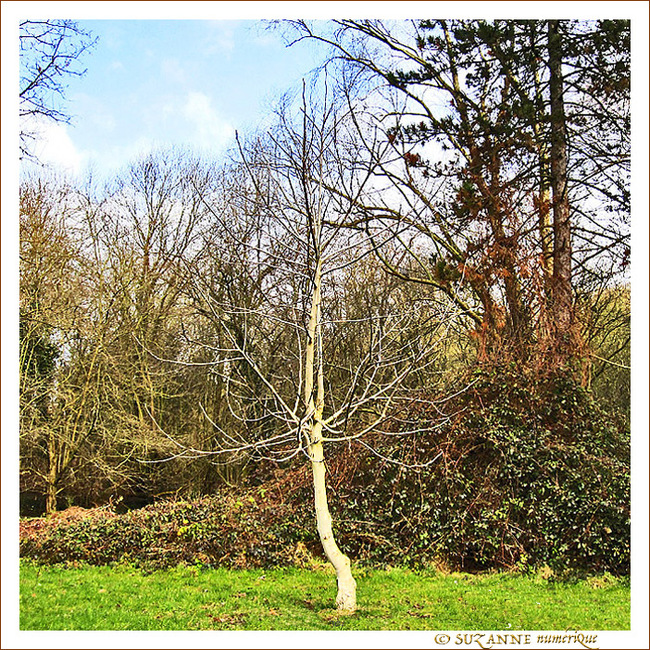 Blancheur d'Hiver -- 13/03/15