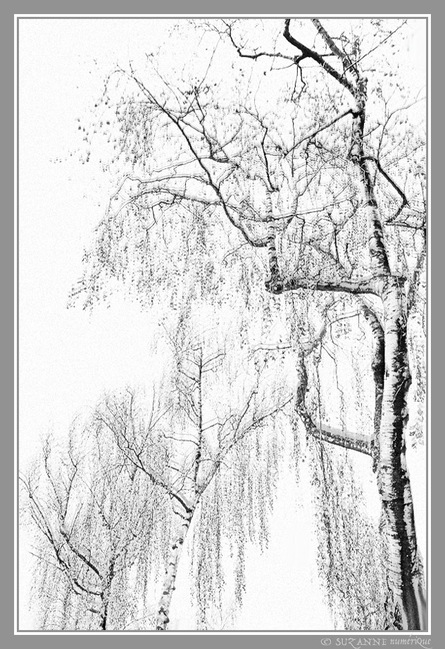 Les Arbres sont de grands Sages... -- 21/01/24