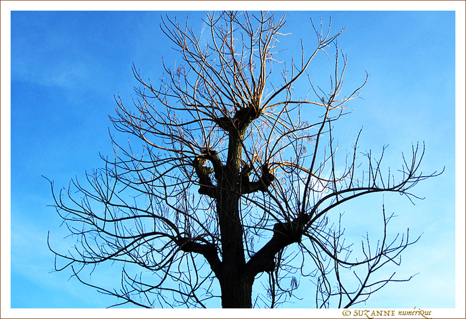 L'Arbre, le Soleil et le Ciel -- 20/01/12
