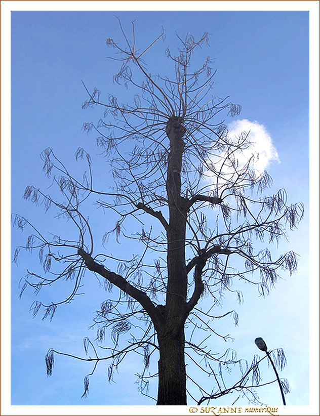 L'Arbre et le Lampadaire -- 07/03/12