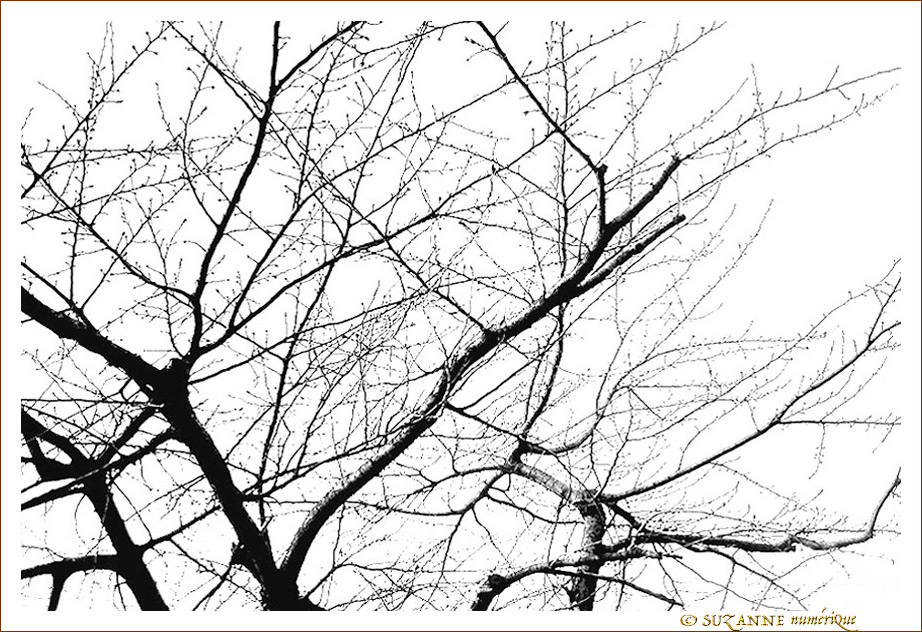 En Noir et Blanc, les Arbres -- 19/02/12