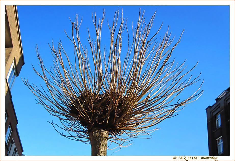 Accueillir le Printemps -- 17/03/12