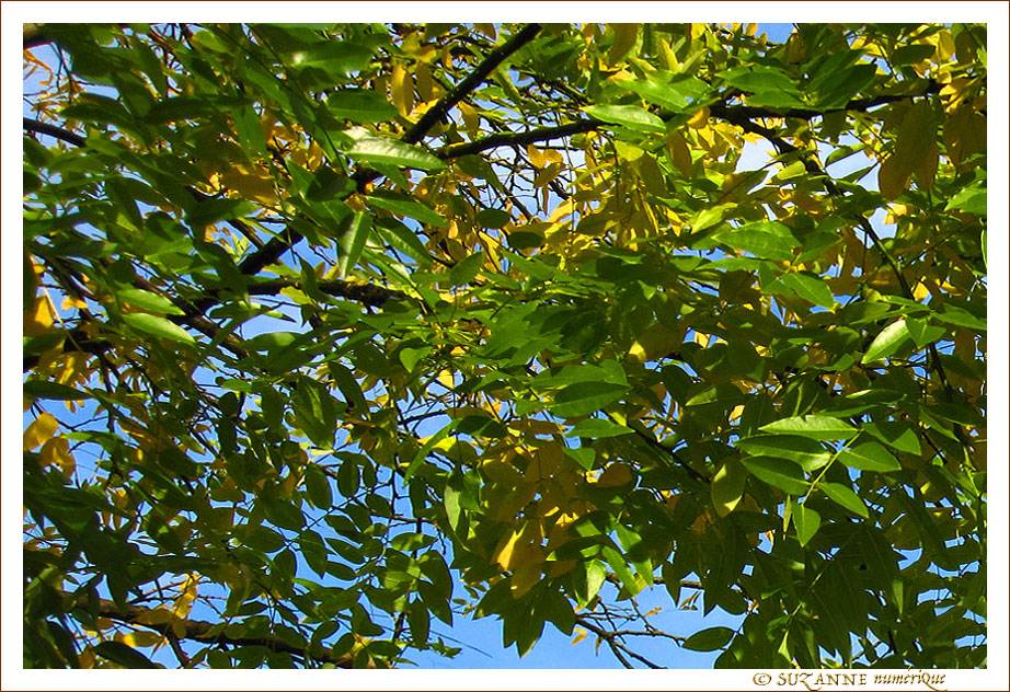 Automne timide -- 12/11/10