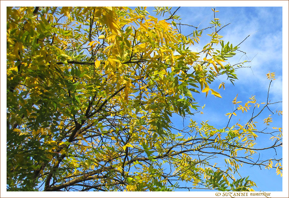 Or d'Automne -- 17/11/10