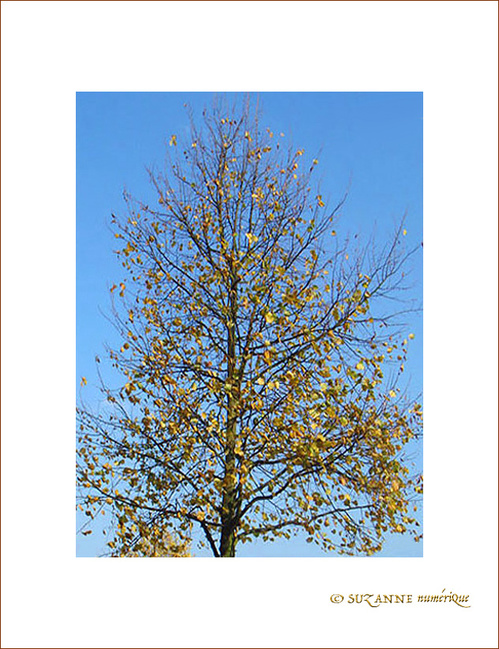 Automne sous un  ciel d'�t�! -- 23/10/07