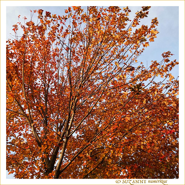 Les feuilles tressaillent -- 15/12/18