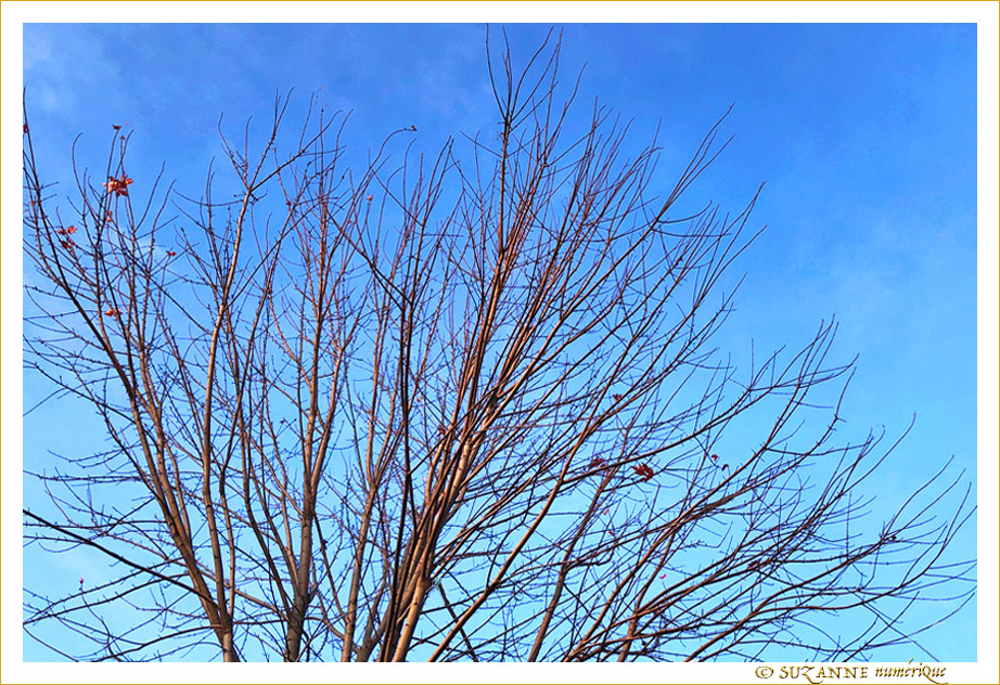 Certaines s'accrochent encore -- 07/01/19