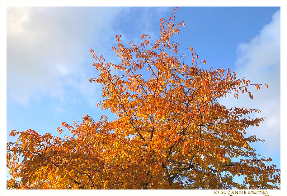 Les tons Chauds de l'Automne -- 21/11/19
