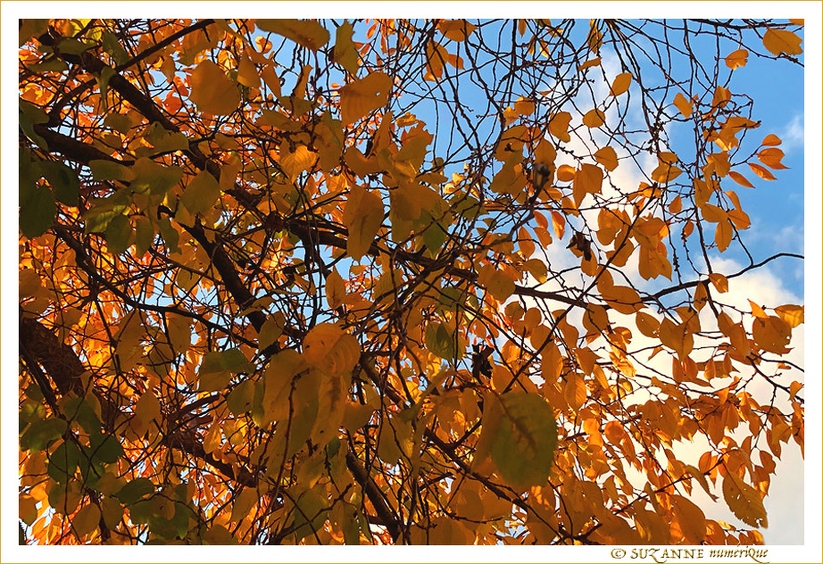 L'Automne et ses jeux de Lumi�re -- 28/11/19