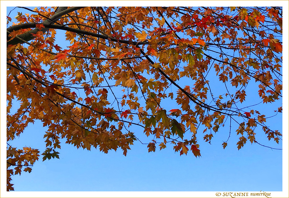 �clats de lumi�re automnale -- 01/12/19