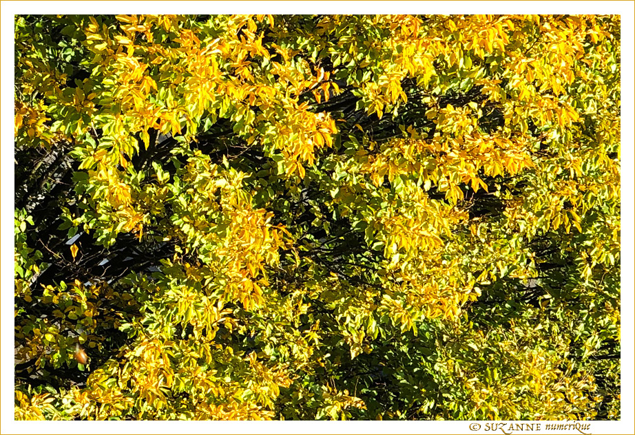 V'l� l'Automne 2020 -- 17/11/20