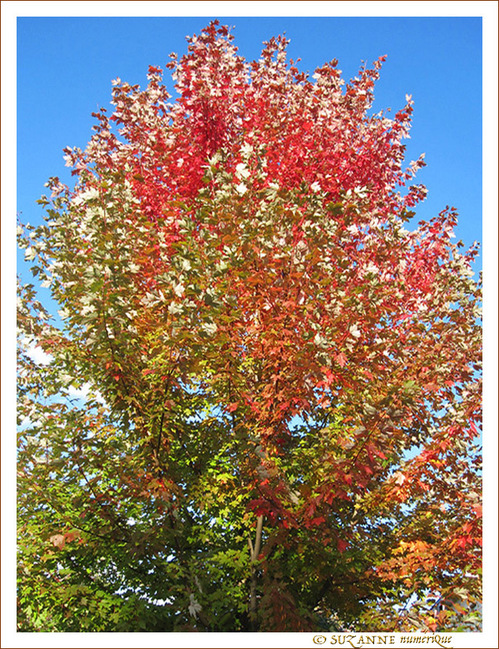 Par� de ses plus beaux Atours -- 21/10/16