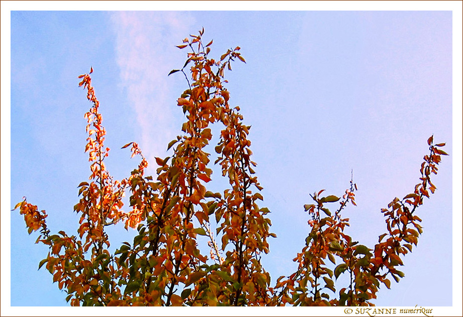 Les branches que l'air roussit -- 12/11/17