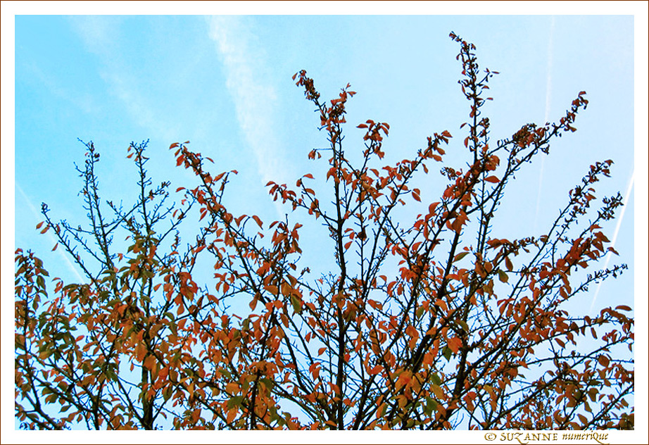 Les Feuilles cherchent les rayons qui p�lissent -- 16/11/17