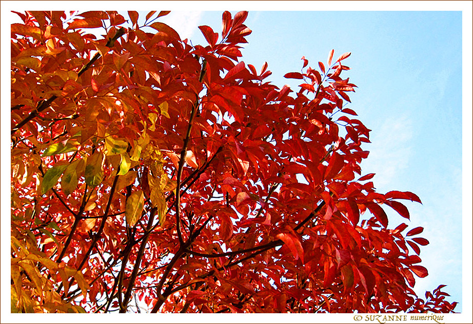 L'Automne et ses Feuillages flamboyants -- 02/11/17