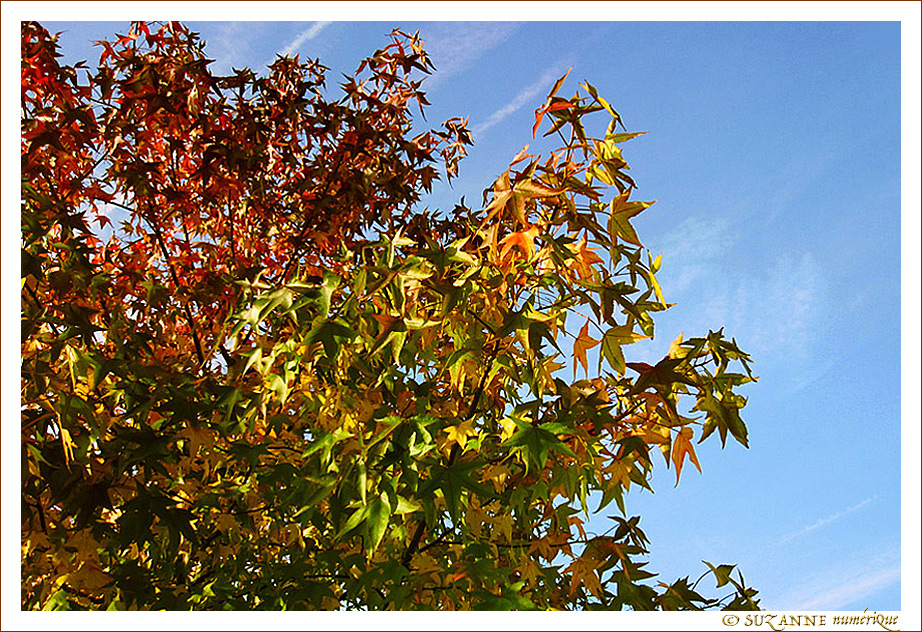 L'Automne nous offre ses palettes color�es de feuillages -- 31/10/17