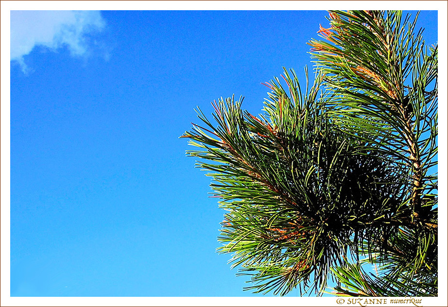 Pique Nuage -- 07/01/14