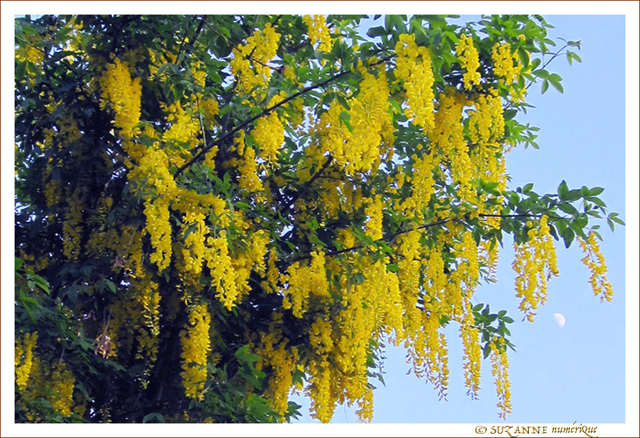 La lune regard d'or -- 15/06/10