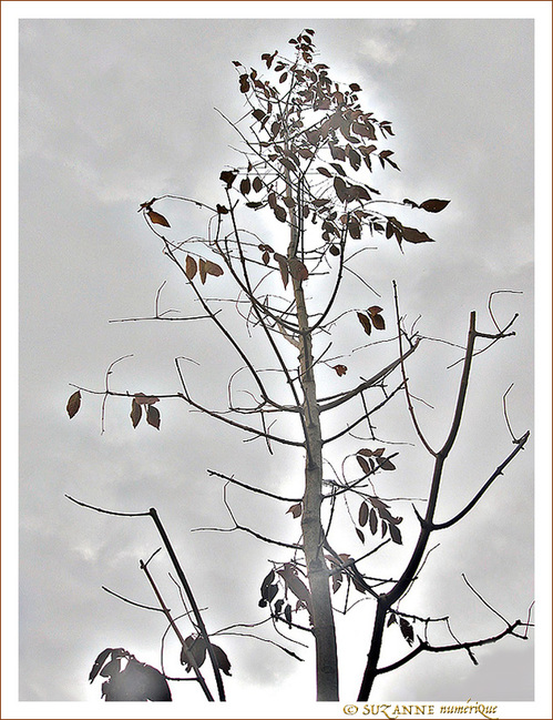 Comme un Arbre en Hiver -- 09/01/14