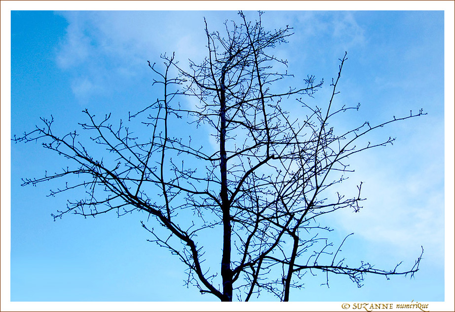 Branches entrem�l�es -- 20/02/18