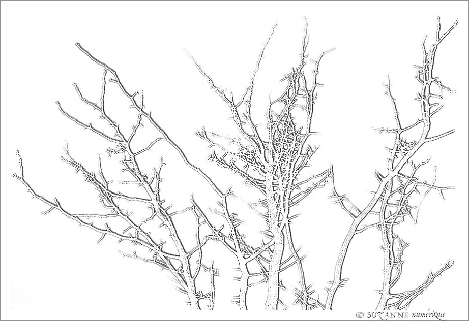 Comme des Branches en Hiver -- 15/01/18